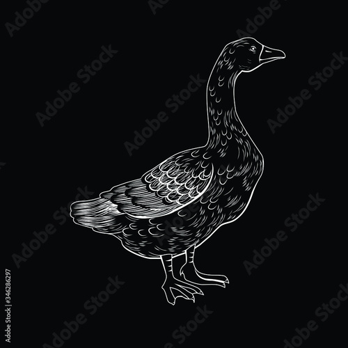 Vector illustration of a goose in black and white chalk style
