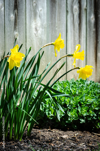 Four Daffodils in the sun