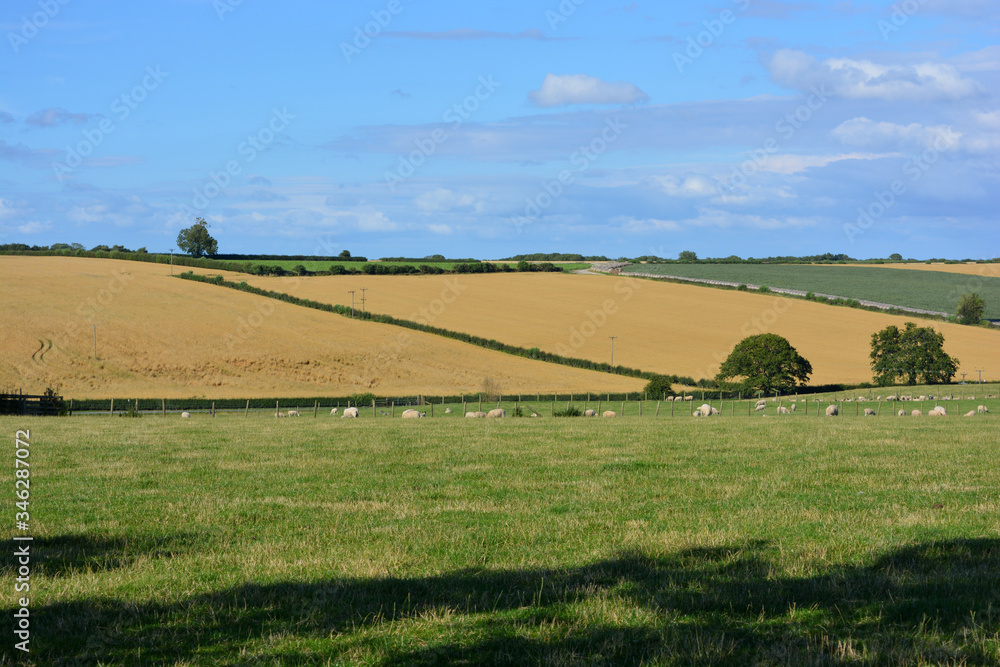 Obraz premium Rural landscape over farmland with sheep in the summer, Gilling East, North Yorkshire, England