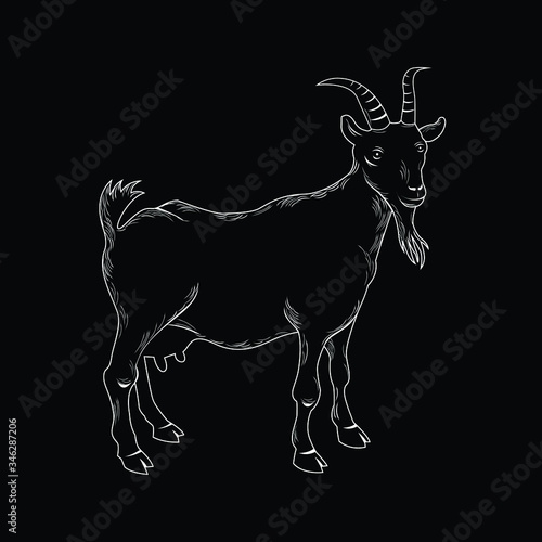 Vector illustration of a goat in black and white chalk style