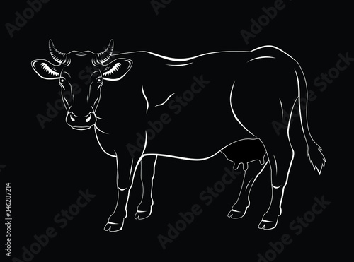 Vector illustration of a cow in black and white chalk style