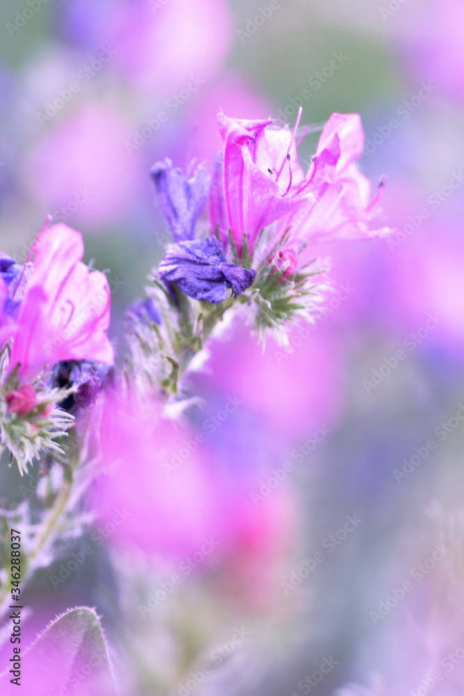 Naklejka premium wild bluebells