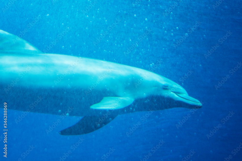 Fototapeta premium a pair of dolphins
