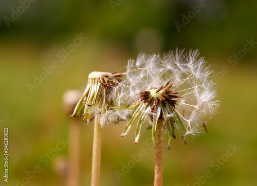 dandelion seed head