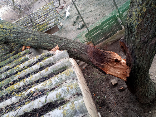 A windbroken apricot tree fell on shed and broke the roof. photo