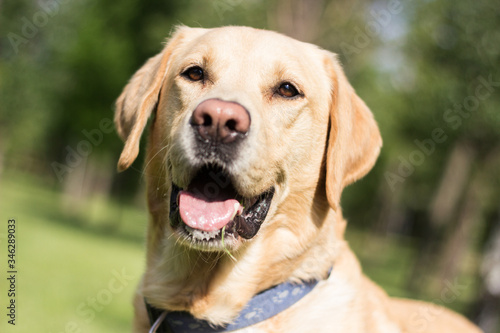 Smiling labrador dog in the city park 