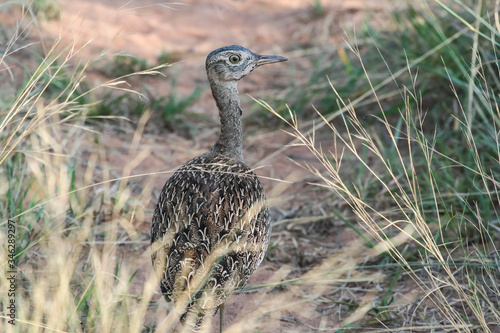 Obraz na płótnie Lesser African bustard leaves looking back over the long grass