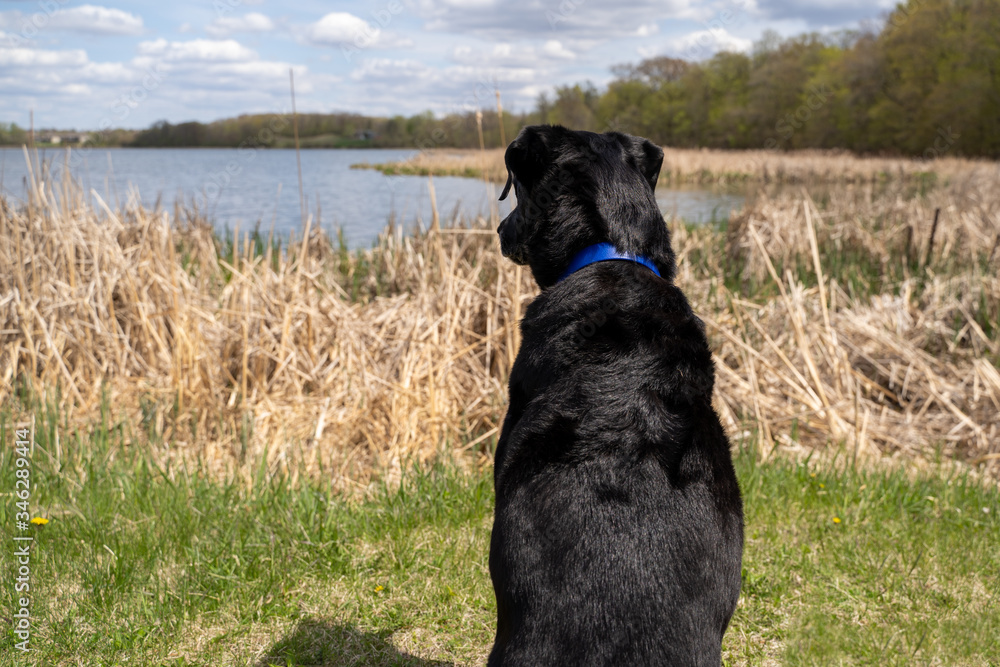Black lab (labrador retriever) looks out onto Goose Lake in Elm Creek Park Reserve in Maple Grove Minnesota