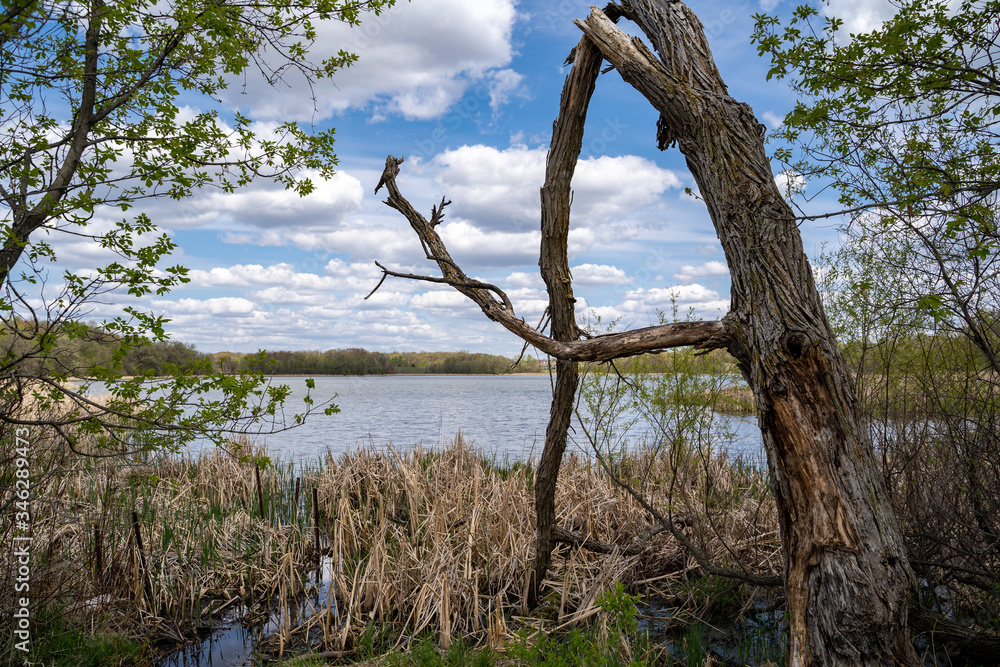 Large misshapen tree on the shores of Goose Lake in Elm Creek Park Reserve in Maple Grove, Minnesota Large misshapen tree on the shores of Goose Lake in Elm Creek Park Reserve in Maple Grove, Minnesota