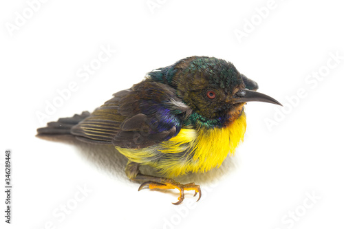 Brown-throated Sunbird (Anthreptes malacensis) isolated on white background photo