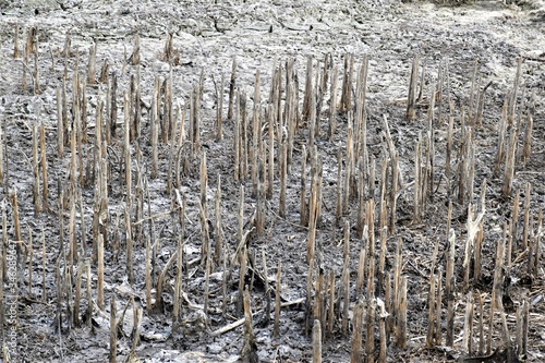 Fototapeta Naklejka Na Ścianę i Meble -  Pozostałość po suchej trzcinie w wyschniętym jeziorze 