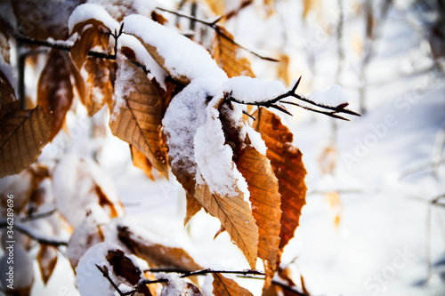 Snow covered leaves during winter in Canada.