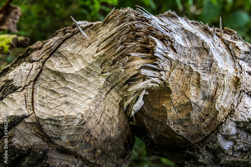 Beaver chewed log on the banks of the Ottawa River
