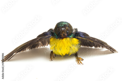 Brown-throated Sunbird (Anthreptes malacensis) isolated on white background photo