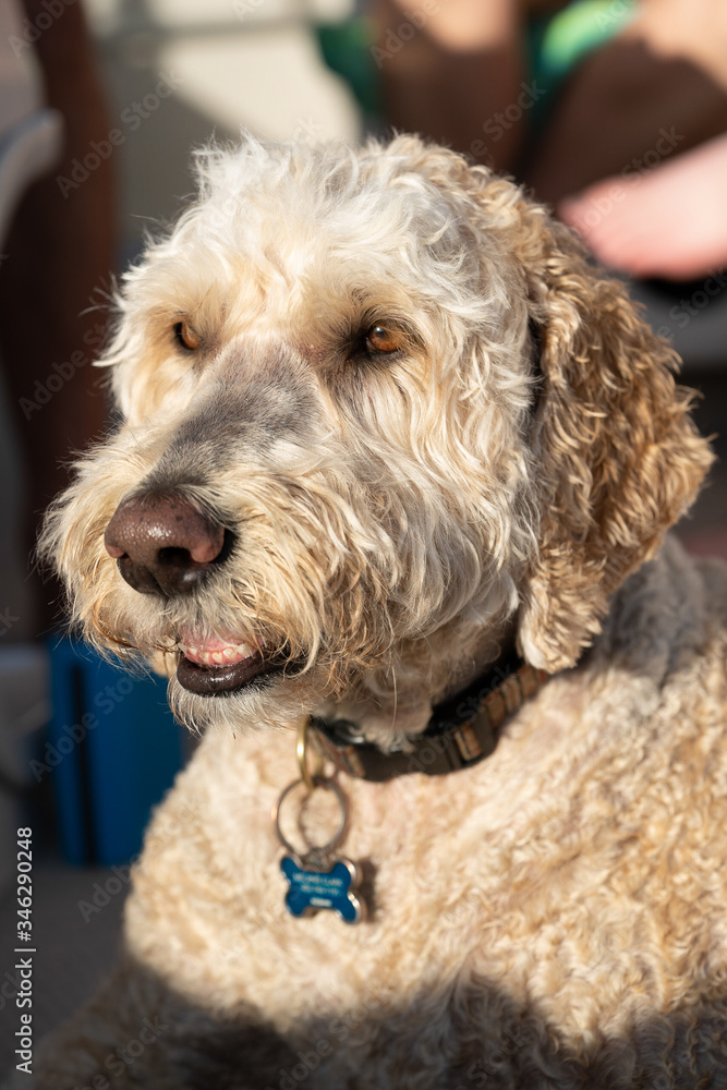 Close up of Adorable Labordoodle in sunlight Close up of Adorable Labordoodle in sunlight