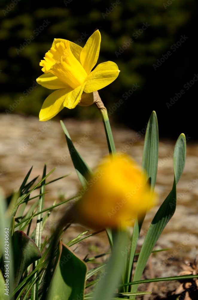 Obraz premium narcyz