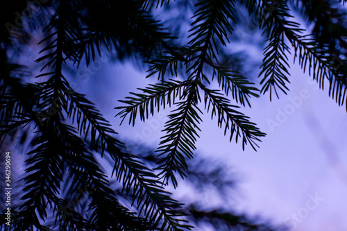 branches of fir tree