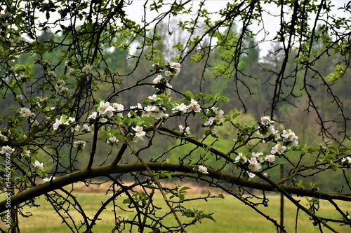 kwiaty jabłoni wiosną w sadzie