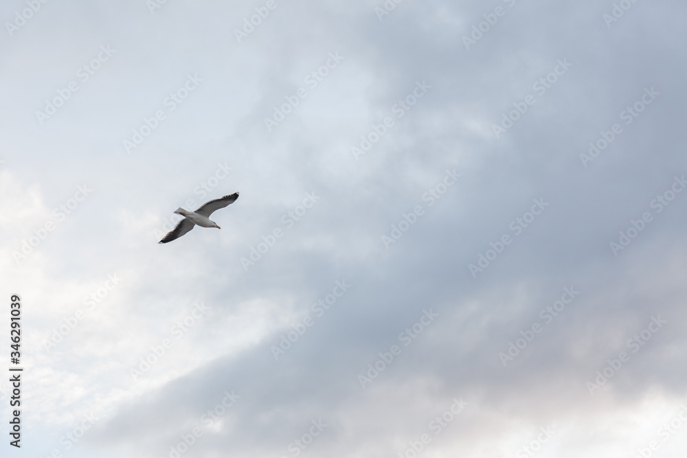 Seagull in the sky in cloudy weather against a cloudy sky