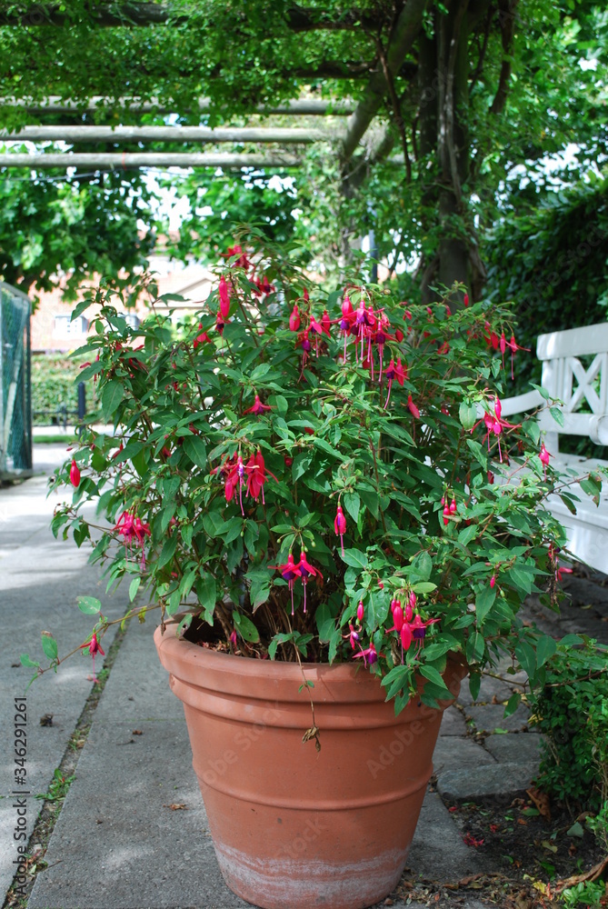 A flowerpot with fuschia