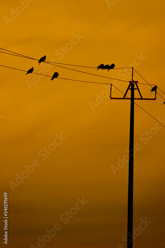 pájaros en el poste eléctrico al atardecer.