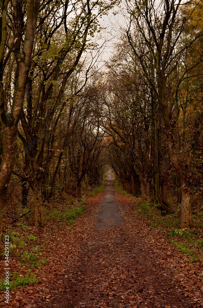 Fototapeta premium droga przez las