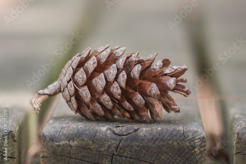 close up of a pine cone