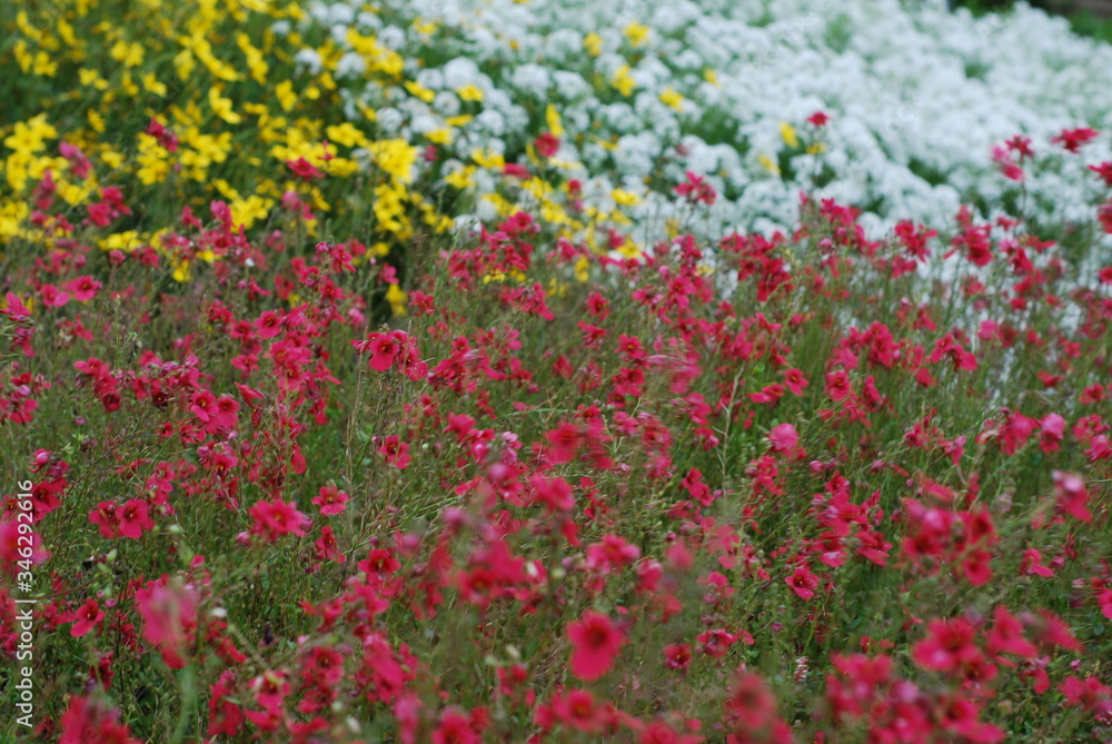 Field of red, white and yellow flowers