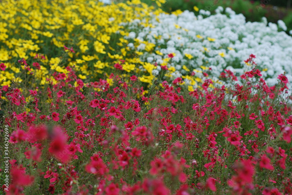 Red, white and yellow flowers in a meadow