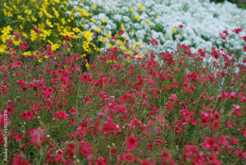 Field of red  white and yellow flowers