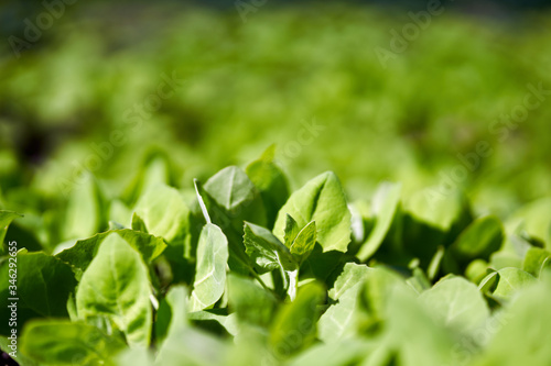 Wallpaper Mural Garden orache in the spring Torontodigital.ca