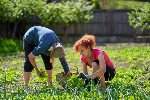 Farmer women harvesting orache photo