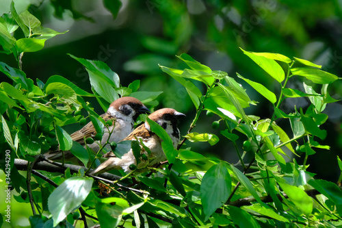 sparrow behind leaves © Matthewadobe