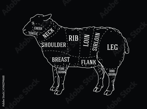 Vector butcher guide for cutting lamb