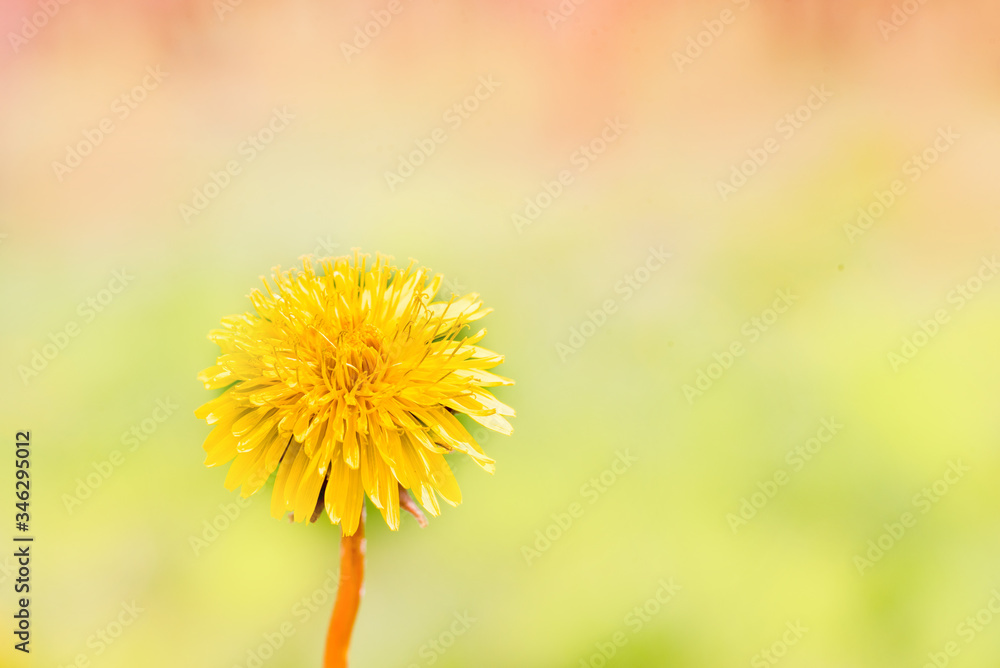 Naklejka premium Dandelions in the garden,white seed ball. Close up with bokeh.A bud, a flower blooms, seeds. Life cycle. Stages of life, seasons. Childhood and youth, youth and old age. Step by step.