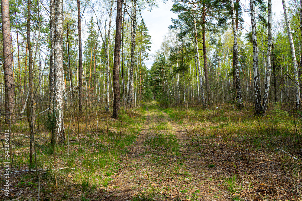 Obraz premium Path in early spring forest
