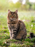 Tabby fluffy cat on a background of a sunny garden