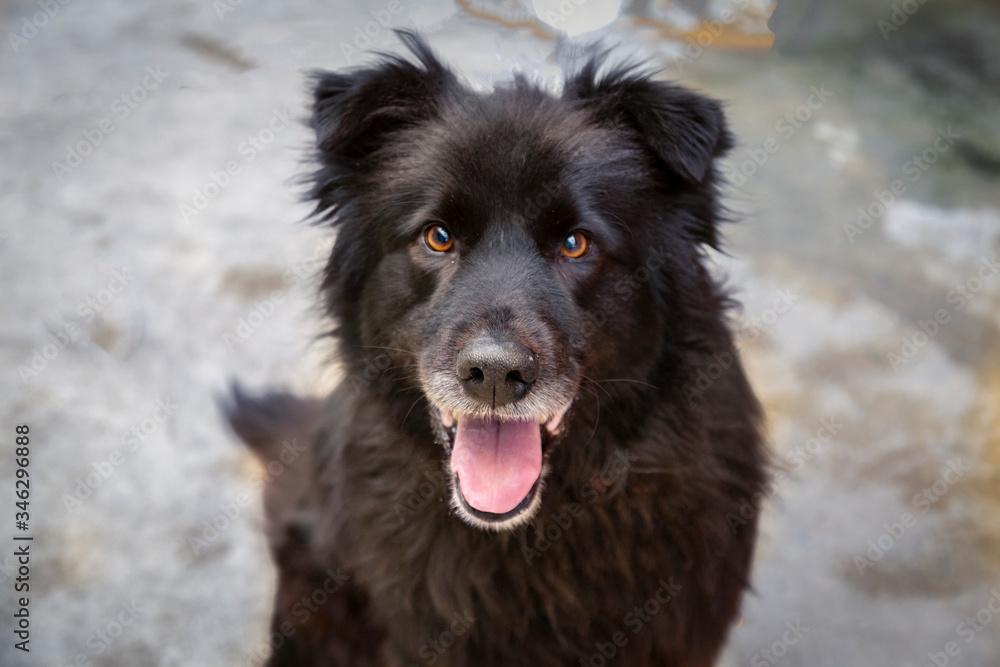 Frontal downward view,of a black long haired mixed breed dog from the neck up, with mouth open, against a neutral background
Frontal downward view,of a black long haired mixed breed dog from the neck up, with mouth open, against a neutral background