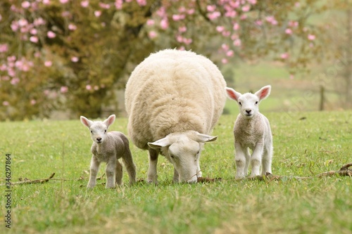 Baby speing lamb with sheep photo