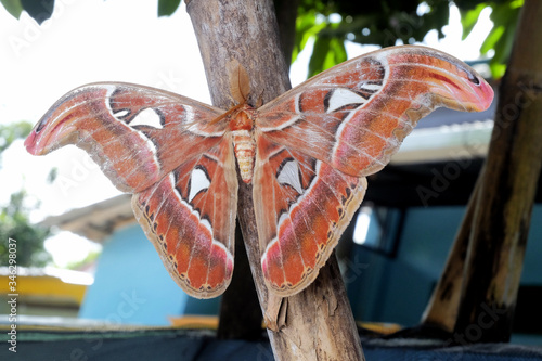 Attacus atlas, the Atlas moth, is a large saturniid moth endemic to the forests of Asia. photo