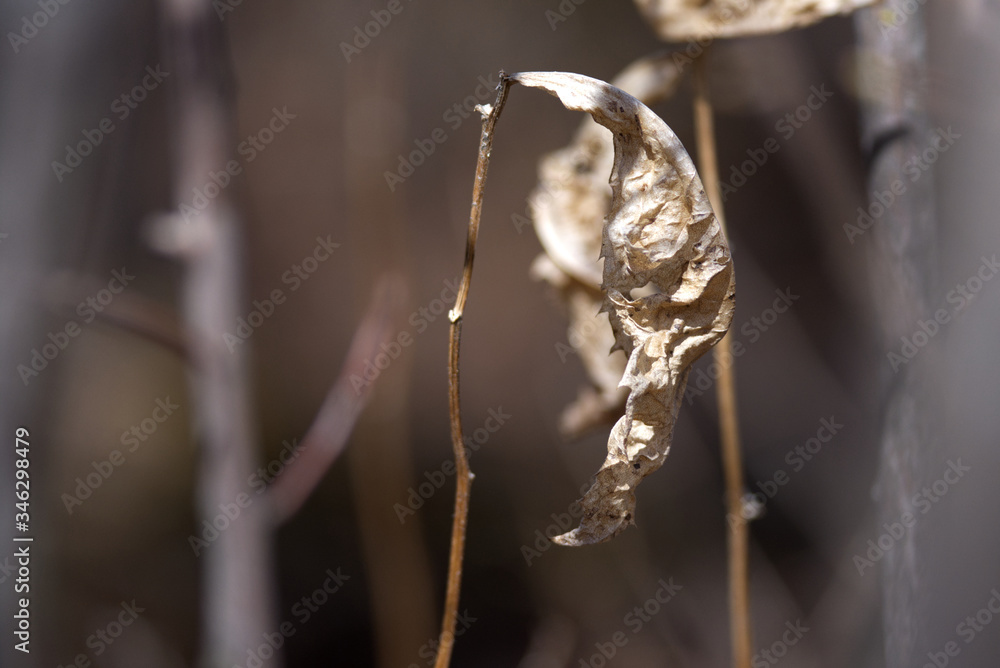 Fototapeta premium A dead leaf at the beginning of spring