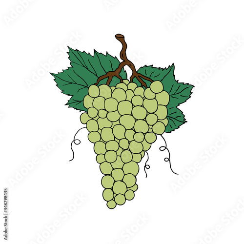 Vector hand drawn doodle sketch green grape isolated on white background