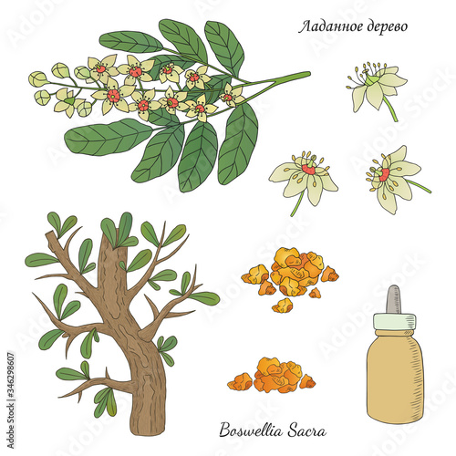 Medicinal herbs collection. Vector hand drawn illustration of a medicinal plant Boswellia Sacra