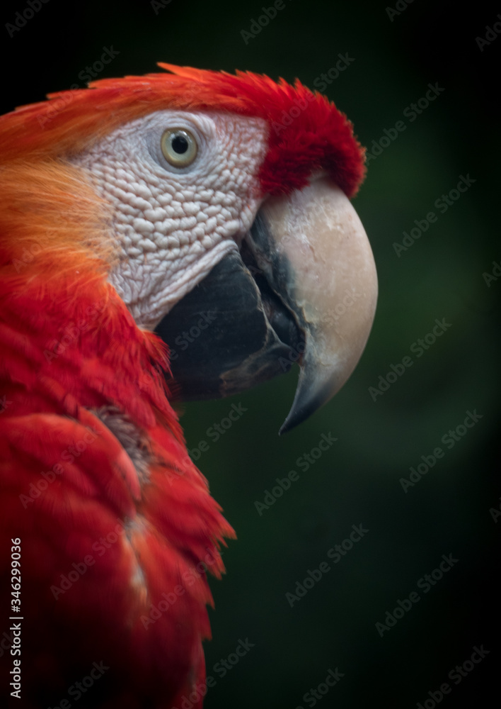 Parrot Macaw in Ecuador 