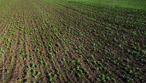 Rows of fresh green soy plants on the field in spring, selective focus
