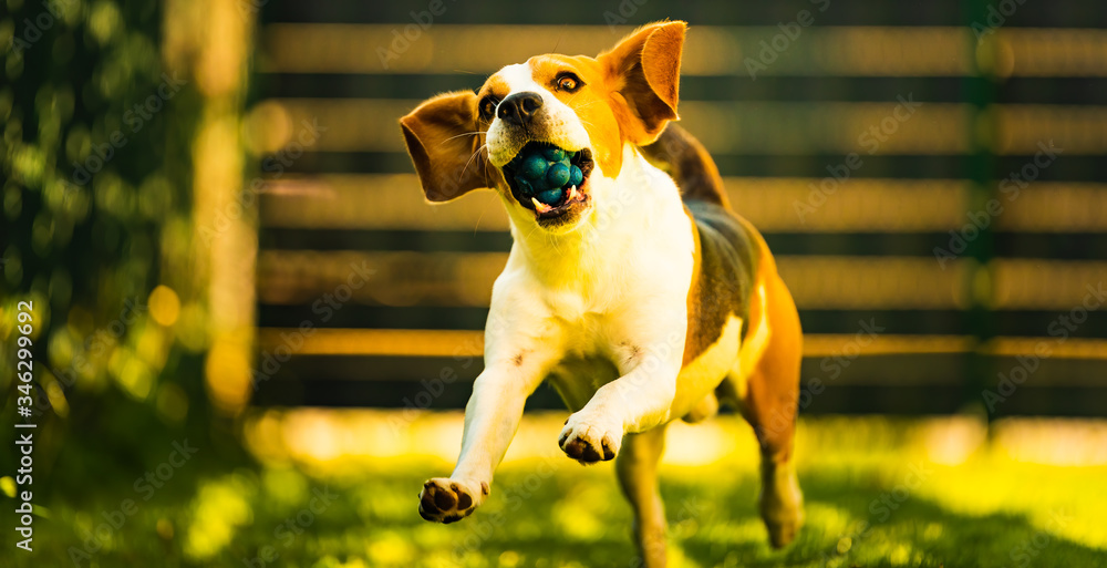 Funny beagle dog fun in garden outdoors runs and jump with ball towards camera