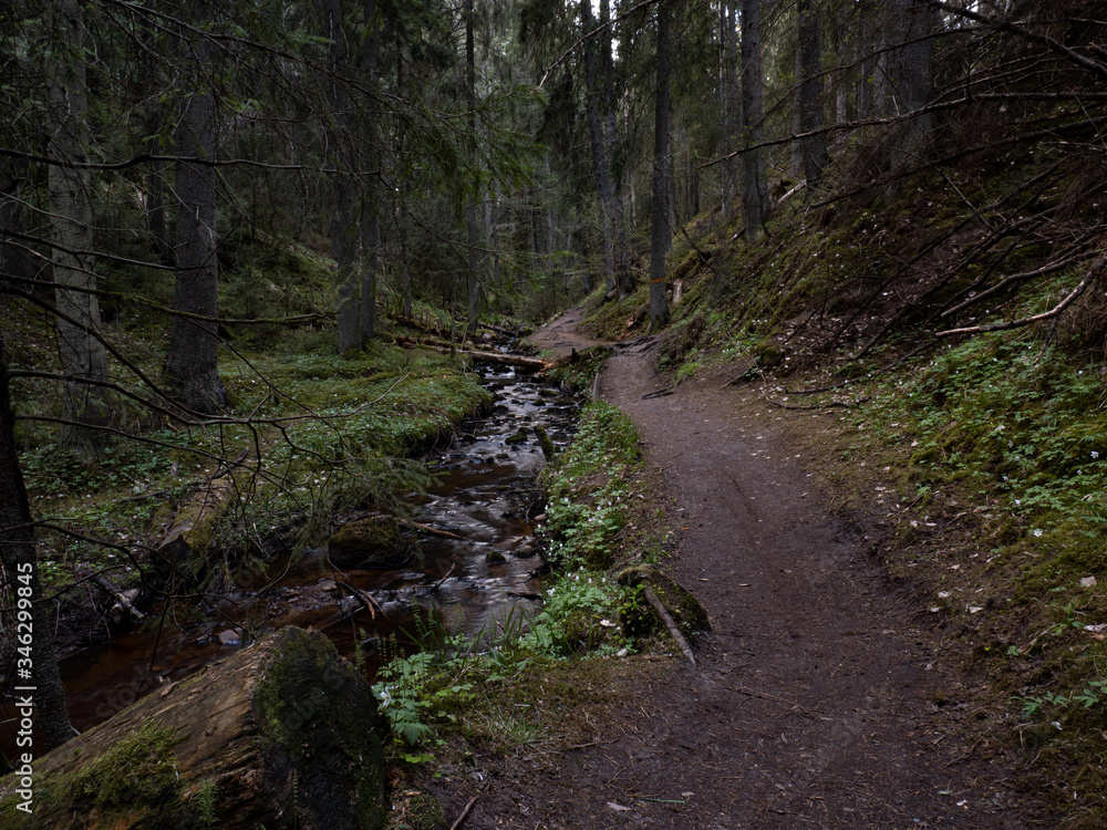 path in the forest near stream path in the forest near stream