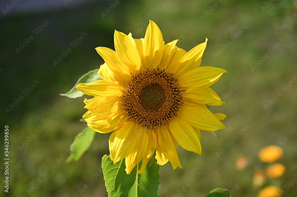 One bright yellow sunflower flower stands in the garden. One bright yellow sunflower flower stands in the garden.
