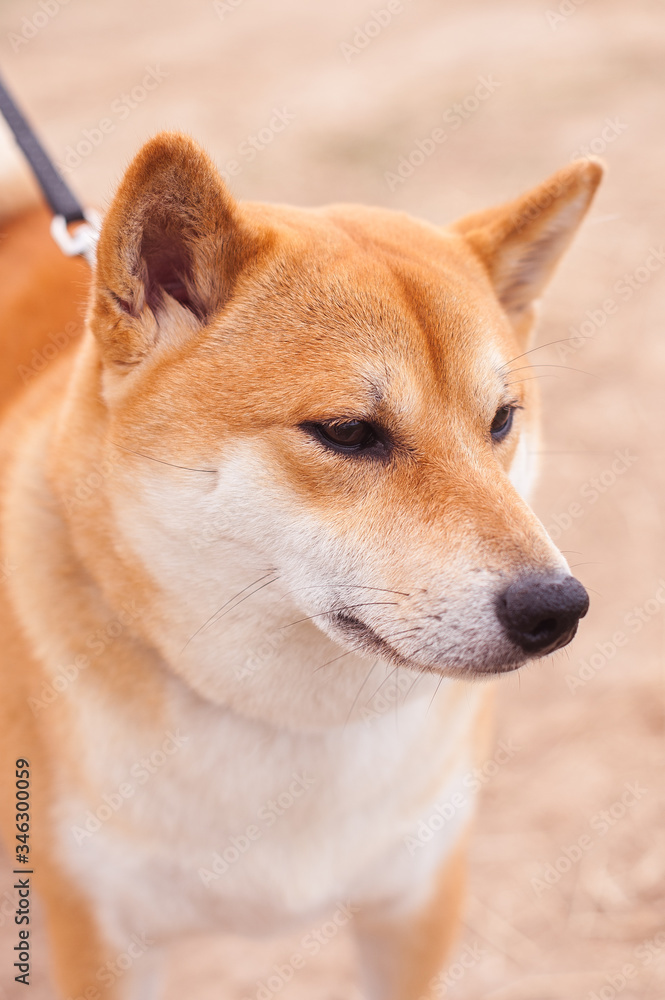 Shiba Inu red dog