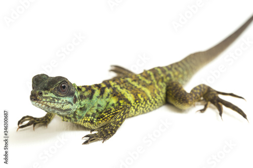 Baby Juvenile Sailfin Dragon Lizard (Hydrosaurus weberi) isolated on white background photo